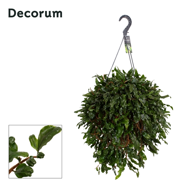 Microgramma nitida Monkeyhill XXL