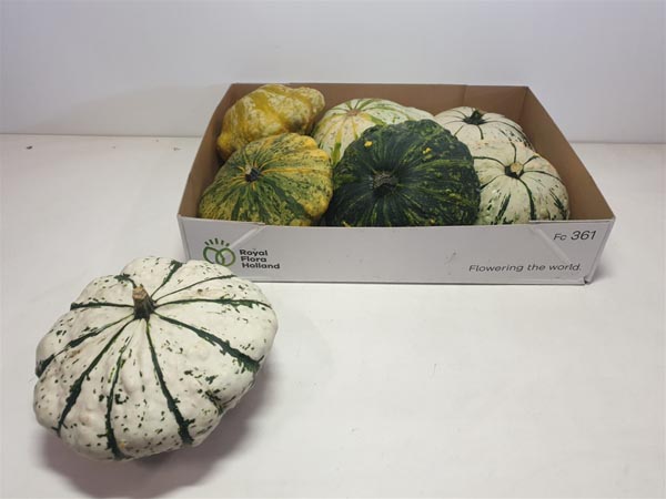 Cucurbita pepo Kürbis Pattison Mix Plant