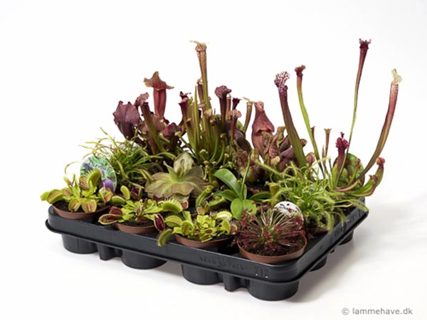 MIX-VE Carnivoren T9,5