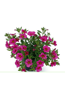 Calibrachoa callie Mix