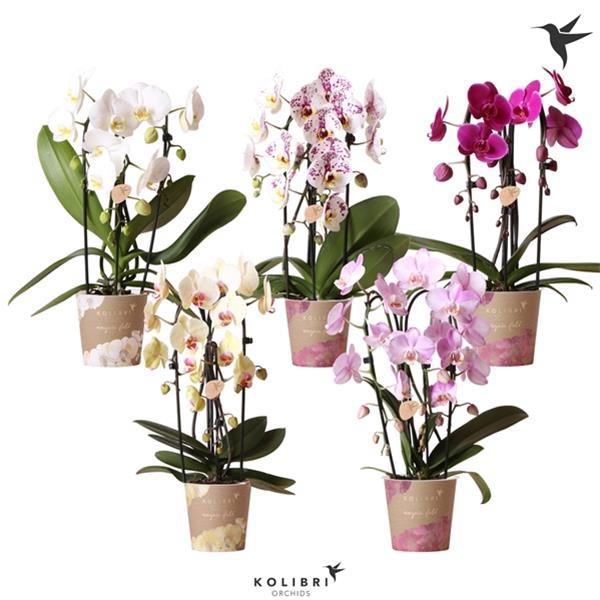 Phalaenopsis hybrida Cascade mix