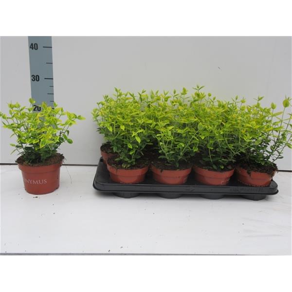 Euonymus fortunei emerald n