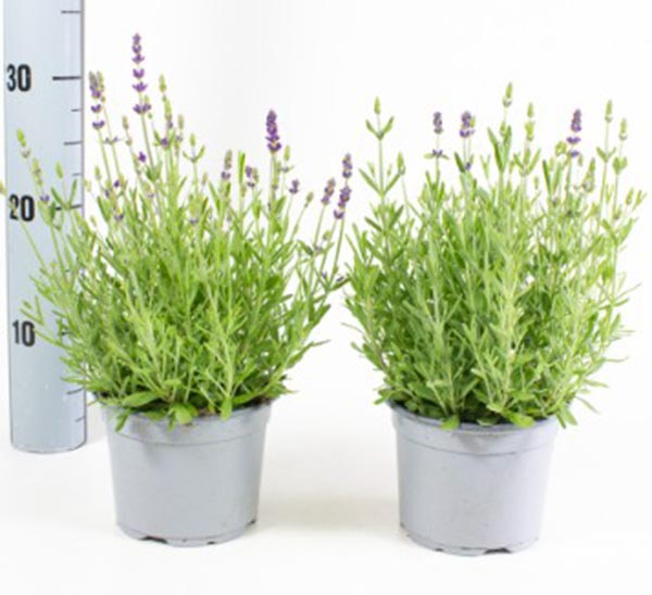 Lavandula angustifolia Blau