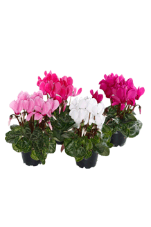 Cyclamen persicum Mini Mix