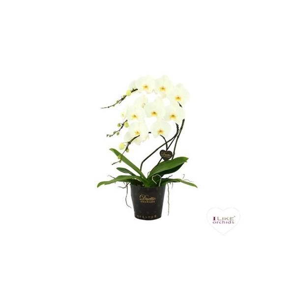 Phalaenopsis hybrida Duetto Schwan Weiss