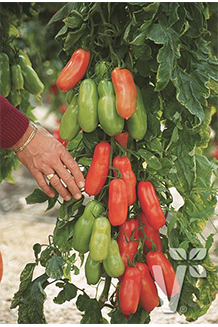 Solanum lycopersicum Tuma Red San Marzano veredelt