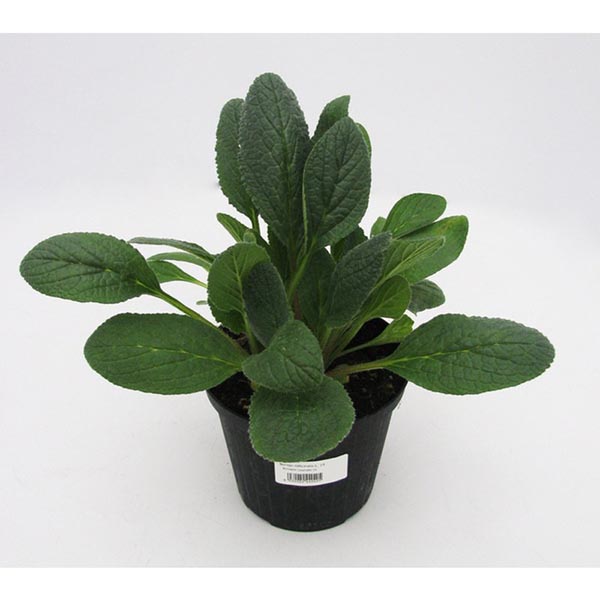 Borago officinalis Gurkenkraut