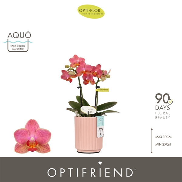 Phalaenopsis hybrida Gwen In Molise Salmon Aquo
