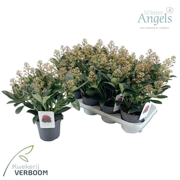 Skimmia japonica Rubella 10+