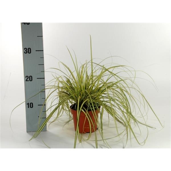 Carex hachijoensis Evergold