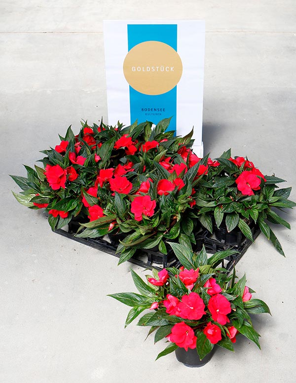 Impatiens hybrida dunkelrot