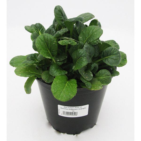 Beta vulgaris Mangold