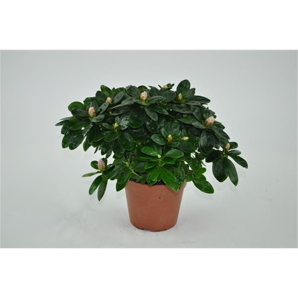 Azalea simsii Ilona Bunt
