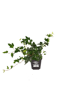 Hedera helix
