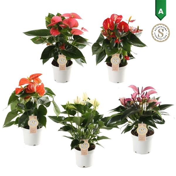 Anthurium andreanum Mix