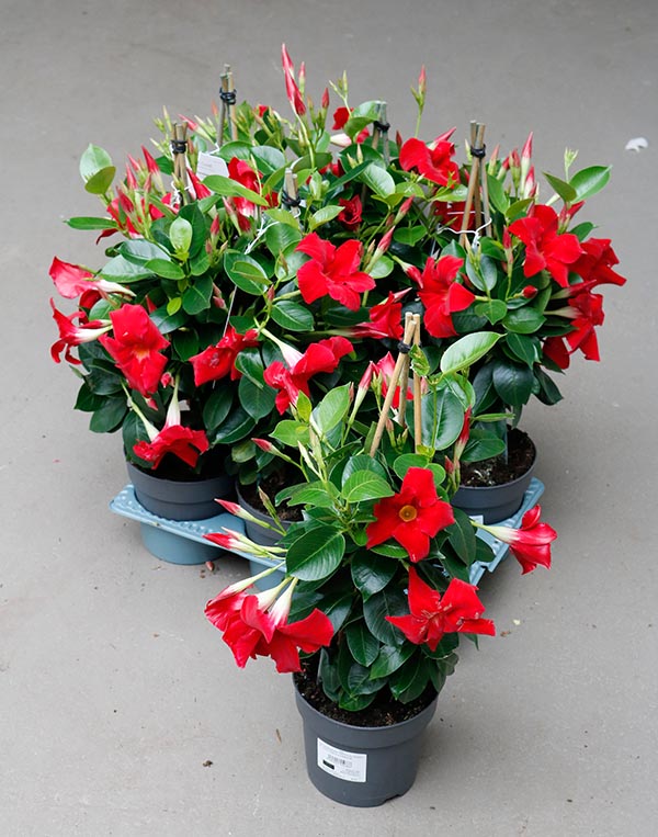 Dipladenia hybrida Red Sundeville