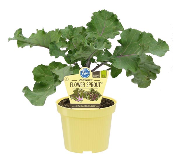 Brassica olerace Bio-rosenkohl Flower-sprout