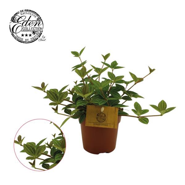 Peperomia angulata Rocca Vivace