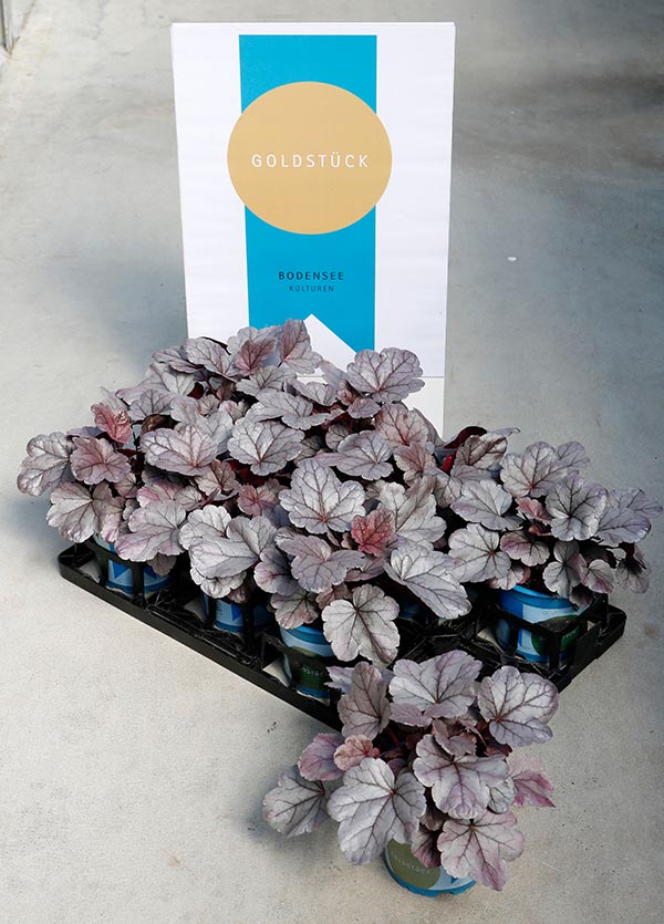 Heuchera hybrida Silver Gumdrop
