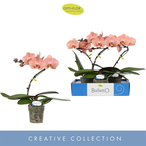 Phalaenopsis hybrida Balletto Sway