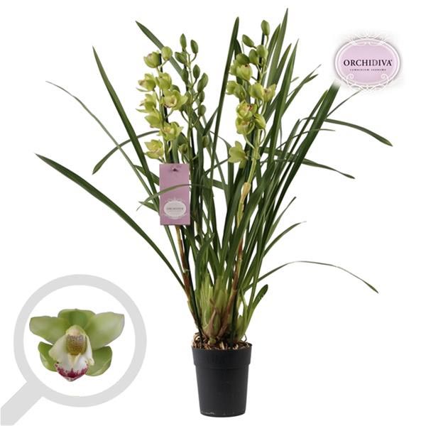 Cymbidium hybrida 3 4 T Grün