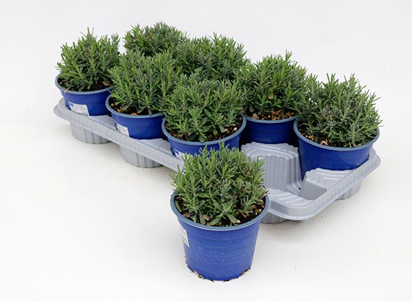 Lavandula angustifolia Hitcode