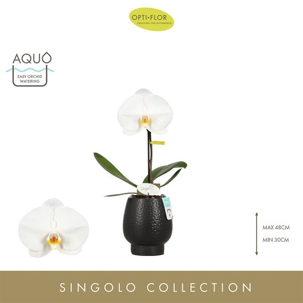 Phalaenopsis hybrida Singolo Tosha In Abruzzo Black Aquo