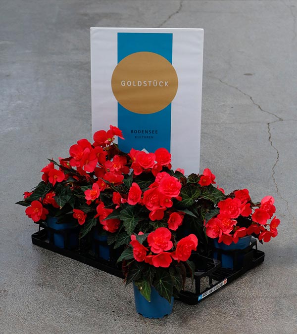 Begonia hybrida Bellissa Orange