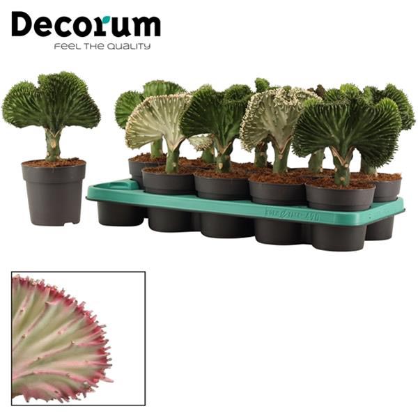 Euphorbia lactea Mix