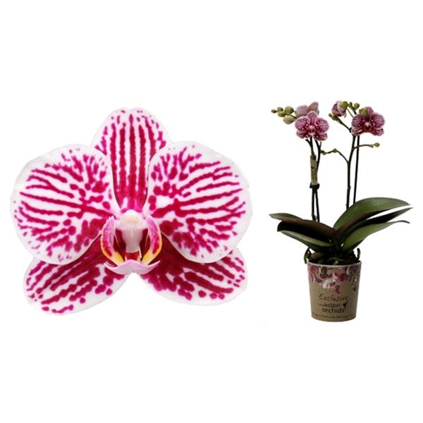 Phalaenopsis hybrida Belgium