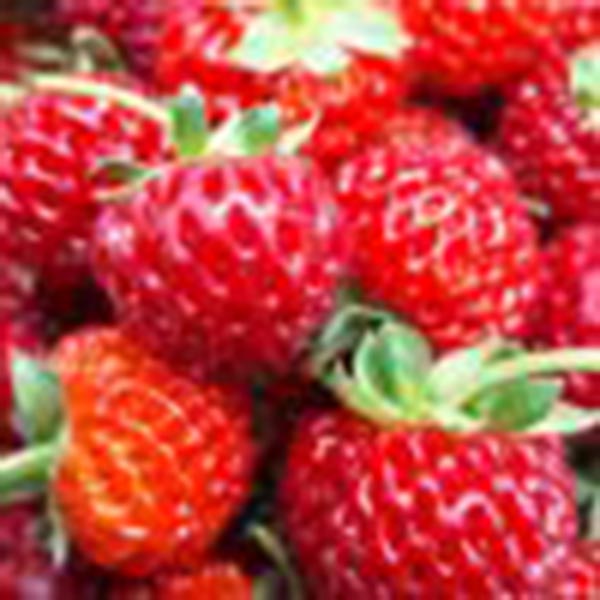 Fragaria ananassa Mieze Schindler