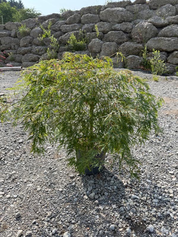 Acer palmatum Dissectum