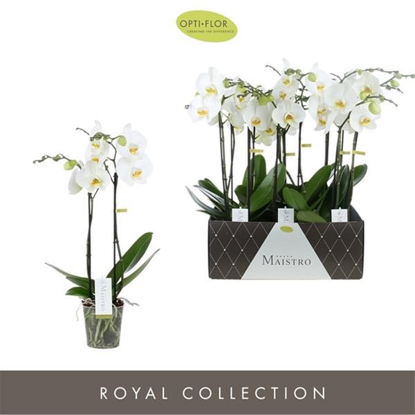 Phalaenopsis hybrida Maistro Weiss