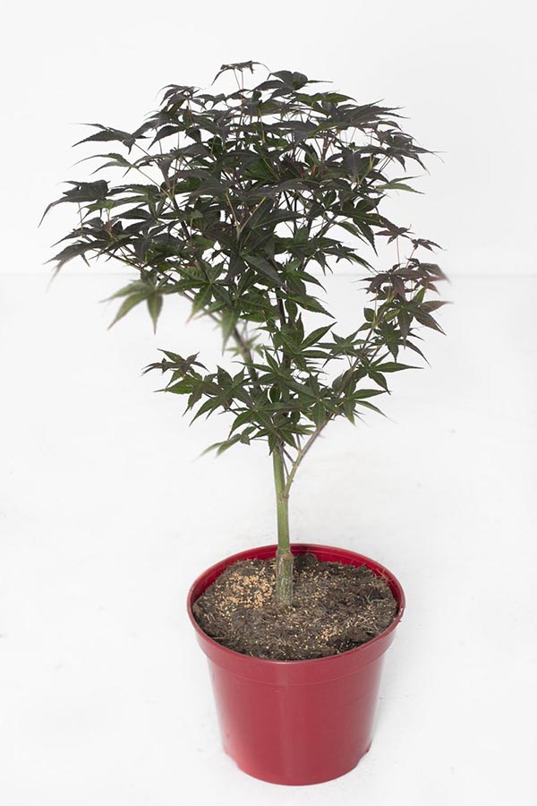 Acer palmatum Rhode Island Red