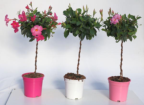 Dipladenia hybrida Pink Sundeville