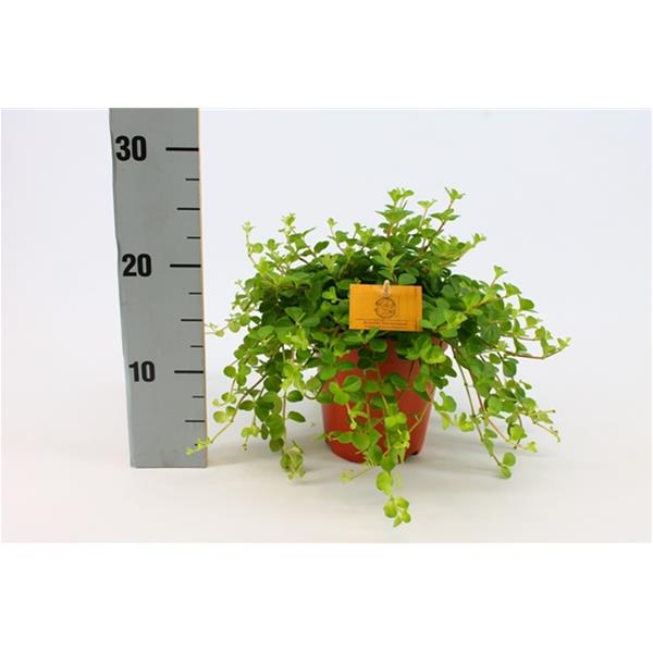 Peperomia rotundifolia