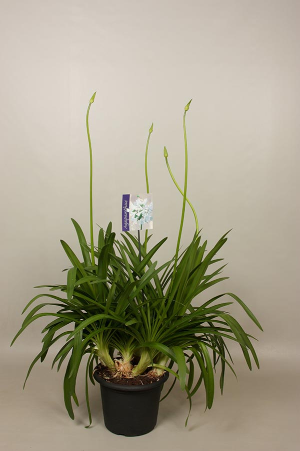 Agapanthus africanus Big White