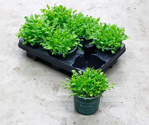 Diplotaxis tenuifolia Rucola Bio