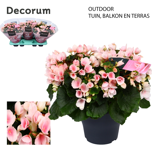 Begonia hybrida Betulia Light