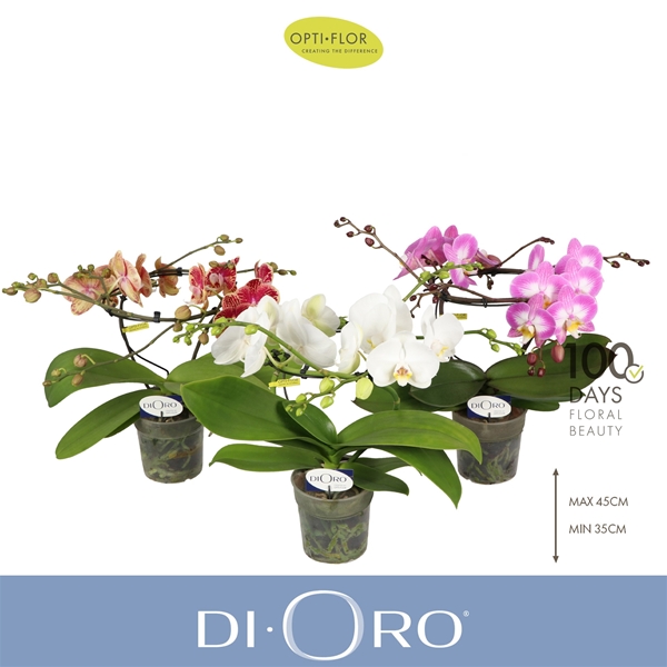 Phalaenopsis hybrida Mixtray