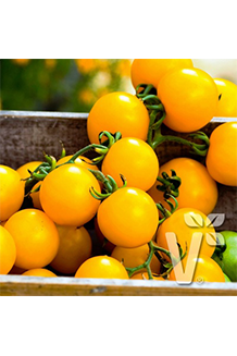 Solanum lycopersicum Manolo Orange Cocktailtomate veredelt