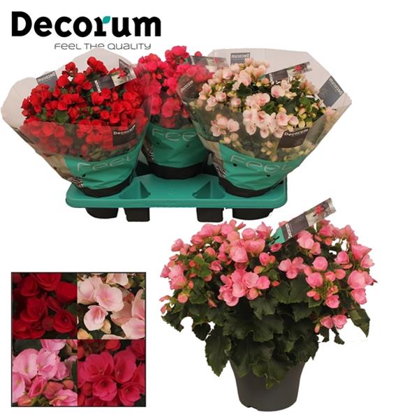 Begonia hybrida Betulia Mix