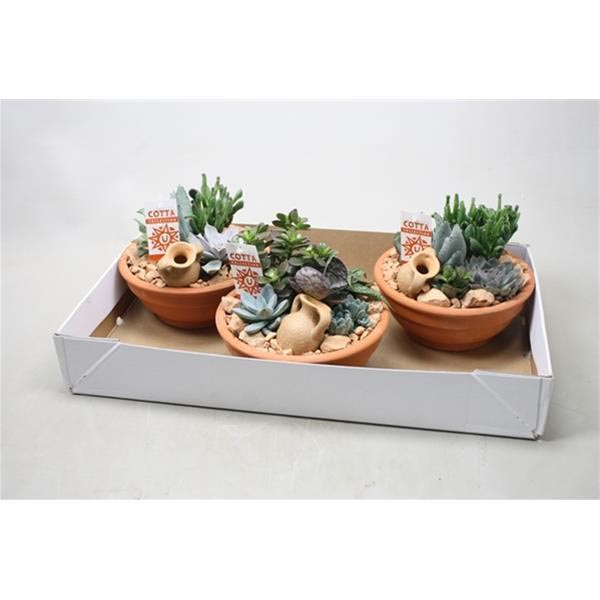 Arra. Succulent 0965