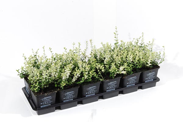 Euonymus fortunei Silverstone