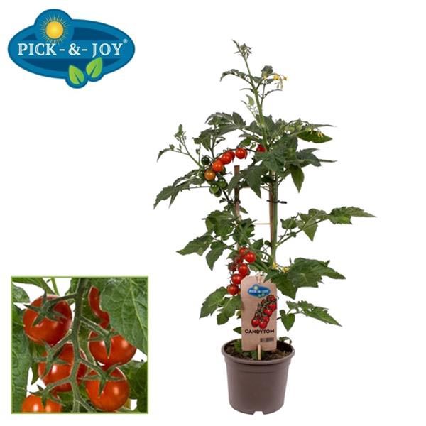 Solanum lycopersicum Candytom Berry Tomato