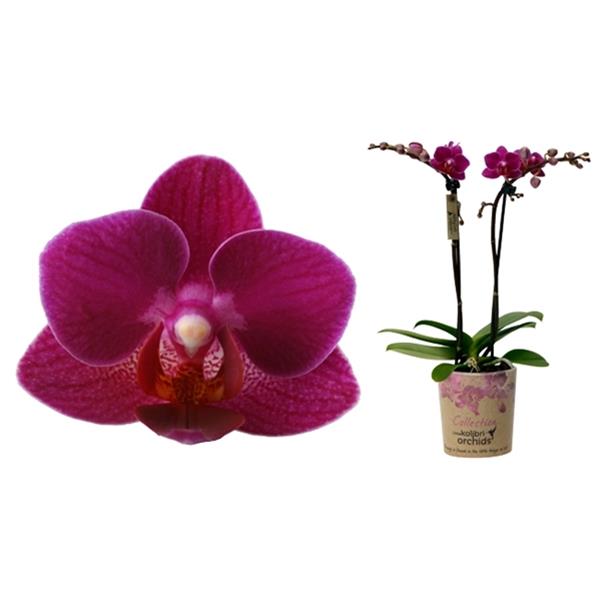 Phalaenopsis hybrida Multiflora Brasil
