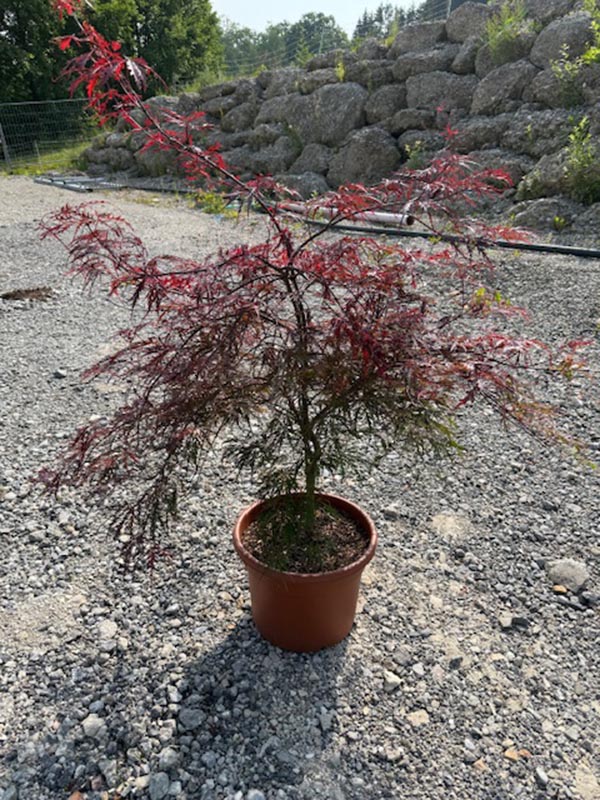 Acer palmatum Garnet
