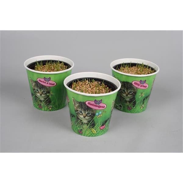 Hordeum vulgare Katzegras In Potcover