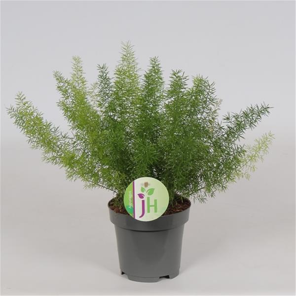 Asparagus densiflorus Meyeri