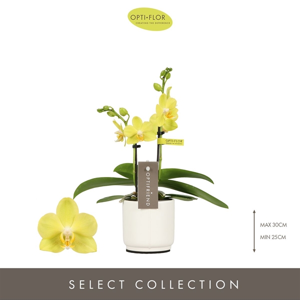 Phalaenopsis hybrida Vayenne In Piemonte White